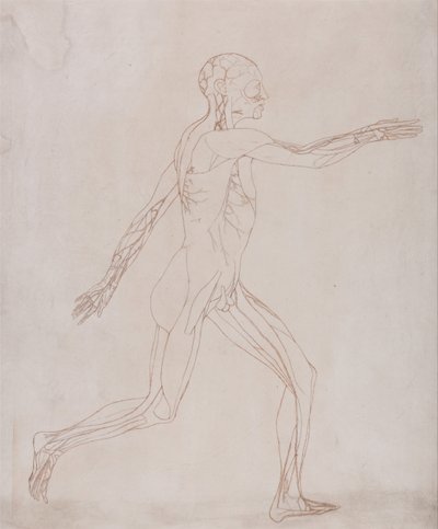 A Comparative Anatomical Exposition of the Structure of the Human Body with That of a Tiger and a Cow by George Stubbs